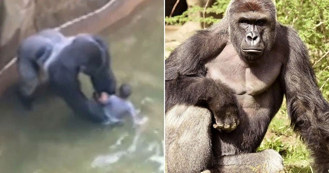 Harambe the Gorilla shoot dead